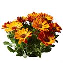 Bild von Osteospermum P12 Amalia (Orange)